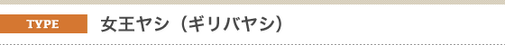 金子造園椰子事業部のヤシの販売対応種類。女王ヤシ。その名前にふさわしい美しいシルエットから女王ヤシと呼ばれているそうです。