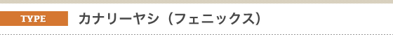 金子造園椰子事業部のヤシの販売対応種類。宮崎県の県木、カナリーヤシ（フェニックス）。宮崎市にはたくさんのヤシが植えられ、見ているだけで南国気分が味わえます。