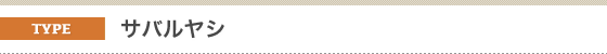 金子造園椰子事業部のヤシの販売対応種類。サバルヤシ。一風変わった形がいっそう異国情緒を醸し出しています。