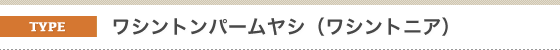 金子造園椰子事業部のヤシの販売対応種類。ワシントンヤシ。とても大きなヤシ。ここまで来ると本場のリゾートです。