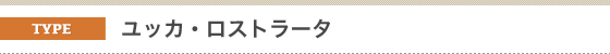 金子造園椰子事業部のヤシの販売対応種類。ユッカ・ロストラータ。おしゃれで手間いらずです。