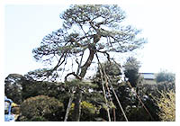 金子造園について