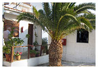 ヤシを置いたリゾート感溢れるお庭