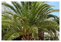 ヤシはベテランのスタッフが一本一本厳密に精査しております