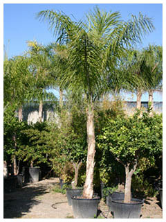 ヤシの種類6。女王ヤシ。その名前にふさわしい美しいシルエットから女王ヤシと呼ばれているそうです。