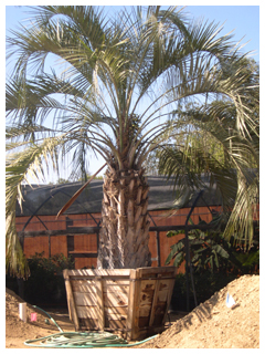 ヤシの種類1。ヤシと言えば、ココスヤシ。王道スタイルでリゾートの雰囲気を優雅に醸します。