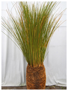 ヤシの種類9。ダシリリオン・ロンギシマム。個性的な庭造りに適したロンギシマムです。