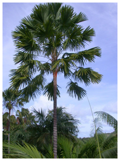 ヤシの種類7。ビロウヤシ。葉が手のように開いている珍しい種類の椰子です。