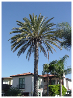 ヤシの種類4。ナツメヤシ。大きな球状に広がるヤシの葉はまるで自然の花火を連想させます。