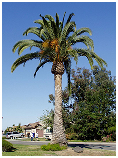 ヤシの種類2。宮崎県の県木、カナリーヤシ（フェニックス）。宮崎市にはたくさんのヤシが植えられ、見ているだけで南国気分が味わえます。