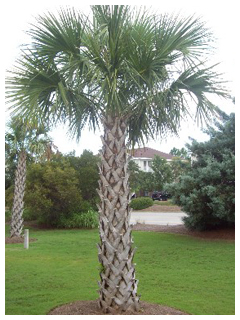 ヤシの種類5。サバルヤシ。一風変わった形がいっそう異国情緒を醸し出しています。