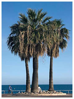 ヤシの種類3。ワシントンヤシ。とても大きなヤシ。ここまで来ると本場のリゾートです。