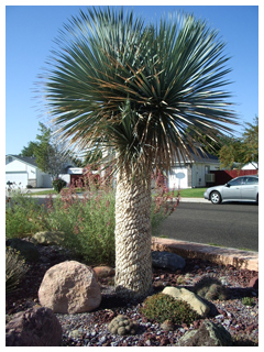 ヤシの種類8。ユッカ・ロストラータ。育てるのに手間がかからず、独特のいでたちです。