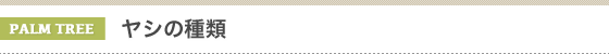 金子造園椰子事業部のヤシの販売種類一覧